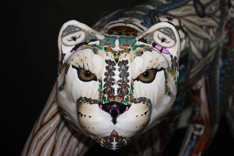 Wild Cat